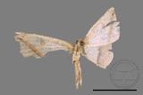 ǦW:Entomopteryx rubridisca