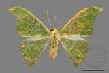 ǦW:Tanaorhinus viridiluteatus