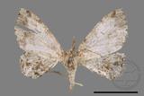 ǦW:Deileptenia rimosaria