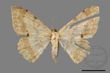 ǦW:Luxiaria costinota