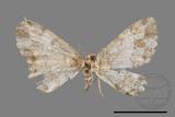 ǦW:Deileptenia rimosaria