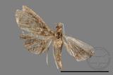 ǦW:Larentiinae sp.