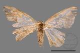 ǦW:Lophobates ochrolaria