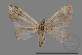 ǦW:Larentiinae sp.