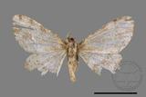 ǦW:Deileptenia rimosaria