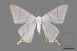 ǦW:Ourapteryx clara formosana