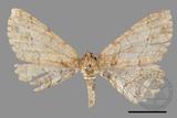 ǦW:Cusiala boarmioides