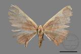 ǦW:Nothomiza flavicosta