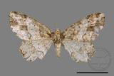 ǦW:Deileptenia rimosaria