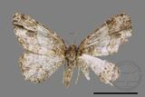 ǦW:Deileptenia rimosaria