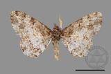 ǦW:Deileptenia rimosaria