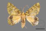 ǦW:Dindica polyphaenaris