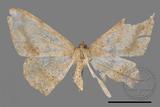 ǦW:Luxiaria mitorrhaphes