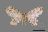 ǦW:Deileptenia rimosaria