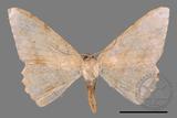 ǦW:Luxiaria mitorrhaphes