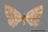 ǦW:Discoglypha locupletata