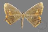 ǦW:Thinopteryx nebulosa