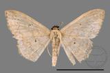 ǦW:Scopula sp.