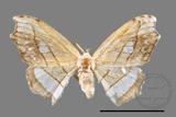 ǦW:Leucobrepsis excisa