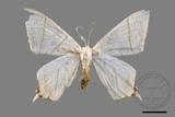 ǦW:Ourapteryx yerburii virescens