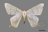 ǦW:Ourapteryx yerburii virescens