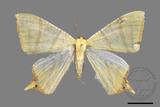 ǦW:Ourapteryx sciticaudaria