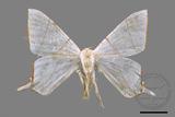 ǦW:Ourapteryx clara formosana