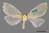 ǦW:Doratoptera virescens