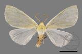 ǦW:Doratoptera virescens