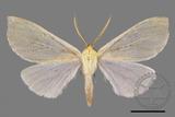 ǦW:Doratoptera virescens