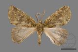 ǦW:Dindica polyphaenaris