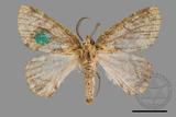 ǦW:Dindica polyphaenaris