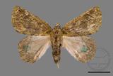 ǦW:Dindica polyphaenaris