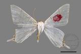 ǦW:Ourapteryx clara formosana