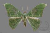 ǦW:Tanaorhinus viridiluteatus