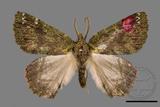 ǦW:Dindica polyphaenaris