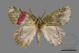 ǦW:Dindica polyphaenaris