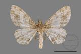 ǦW:Deileptenia rimosaria