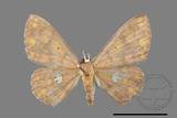 ǦW:Discoglypha locupletata