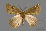 ǦW:Dindica polyphaenaris