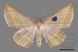 ǦW:Sarcinodes carnearius