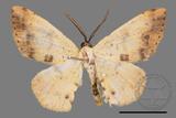 ǦW:Lophobates ochrolaria