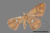 ǦW:Discoglypha locupletata