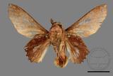 ǦW:Lasiocampidae Lasiocampidae