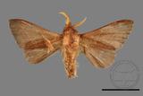 ǦW:Syrastrena sumatrana obliquilinea