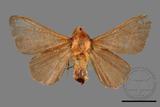 ǦW:Syrastrena sumatrana obliquilinea