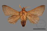 ǦW:Syrastrena sumatrana obliquilinea