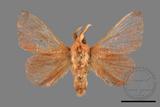 ǦW:Syrastrena sumatrana obliquilinea