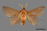 ǦW:Syrastrena sumatrana obliquilinea