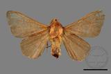 ǦW:Syrastrena sumatrana obliquilinea